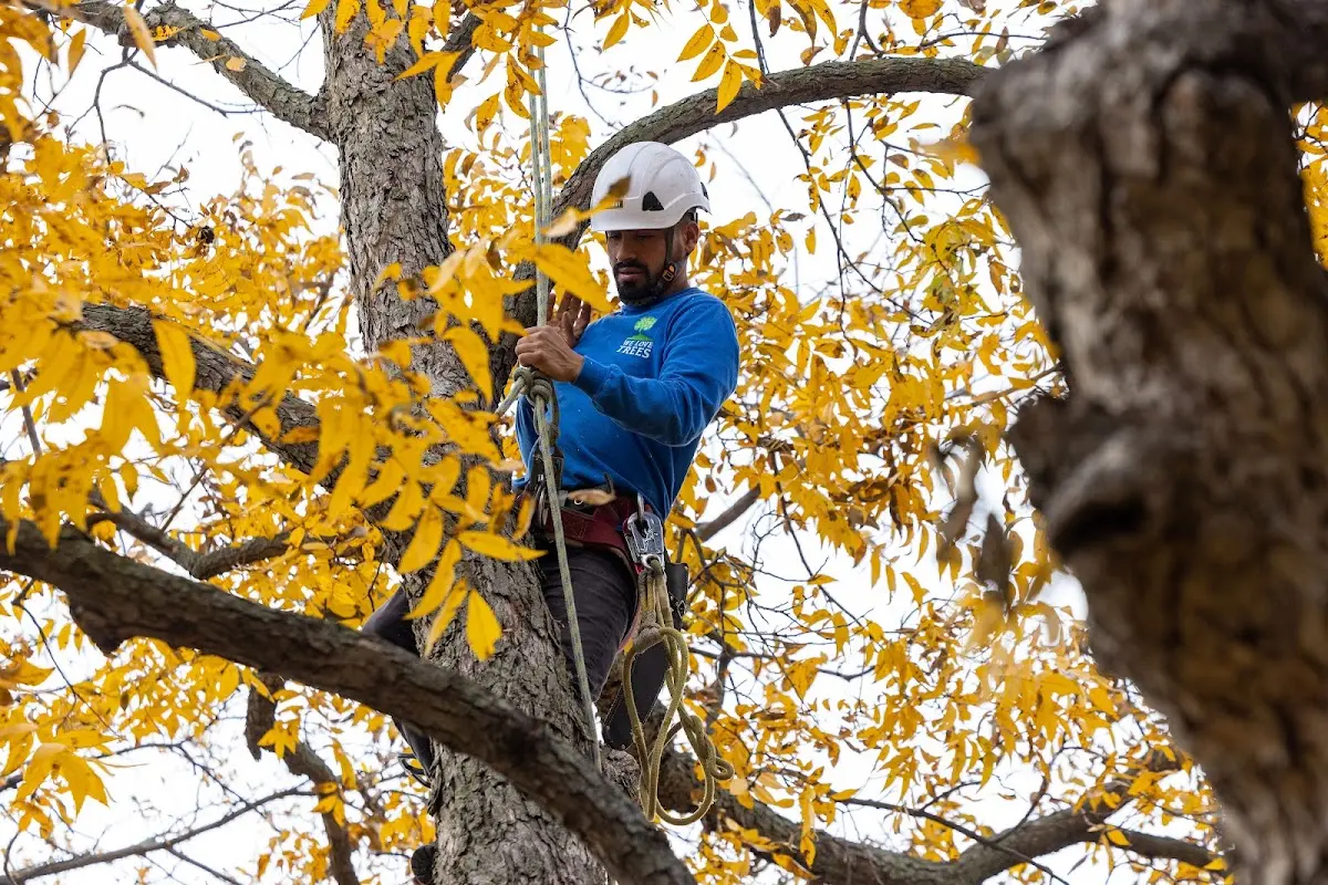 Skilled Tree Planting crew working in Henrico
